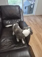 Spot, a male Staffordshire Bull Terrier for sale in Houston, TX – 2 of 4