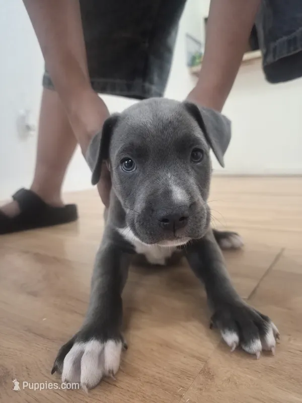 Sleepy – American Pit Bull Terrier puppy for sale in Houston, TX