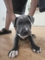 Sleepy, a male American Pit Bull Terrier for sale in Houston, TX – 1 of 4
