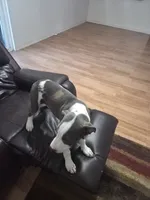 Spot, a male Staffordshire Bull Terrier for sale in Houston, TX – 4 of 4
