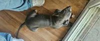 NPC, a male American Pit Bull Terrier for sale in Houston, TX – 4 of 4