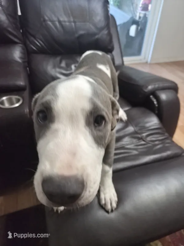 Spot – Staffordshire Bull Terrier puppy for sale in Houston, TX