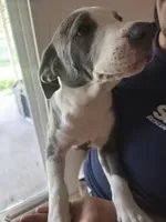 Spot, a male American Pit Bull Terrier for sale in Houston, TX – 4 of 4