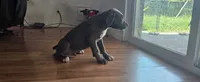 NPC, a male American Pit Bull Terrier for sale in Houston, TX – 2 of 4