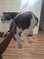 Biggie, a male American Pit Bull Terrier for sale in Houston, TX – 3 of 4