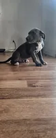 NPC, a male American Pit Bull Terrier for sale in Houston, TX – 3 of 4
