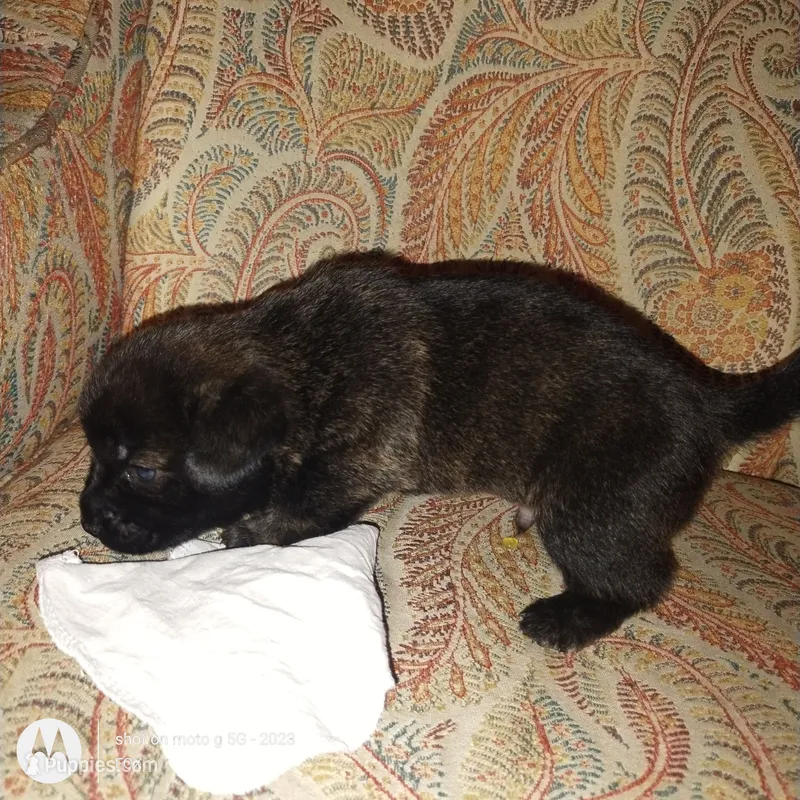 Bear – French Bulldog, Alaskan Husky puppy on hold in Glendale, CA