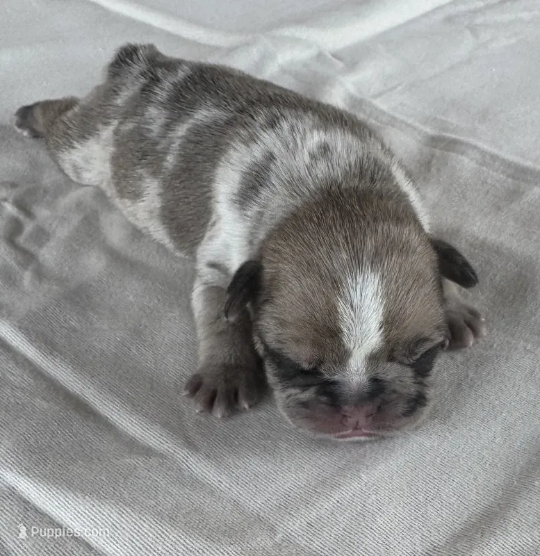 Gizmo  – French Bulldog puppy for sale in Freeport, IL