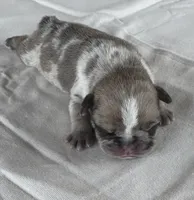 Gizmo , a male French Bulldog for sale in Freeport, IL – 1 of 1