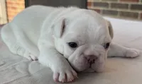 Olaf, a male French Bulldog for sale in Freeport, IL – 5 of 5