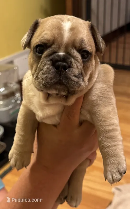 Gizmo  – French Bulldog puppy for sale in Freeport, IL