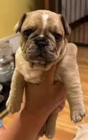 Gizmo , a male French Bulldog for sale in Freeport, IL – 1 of 5