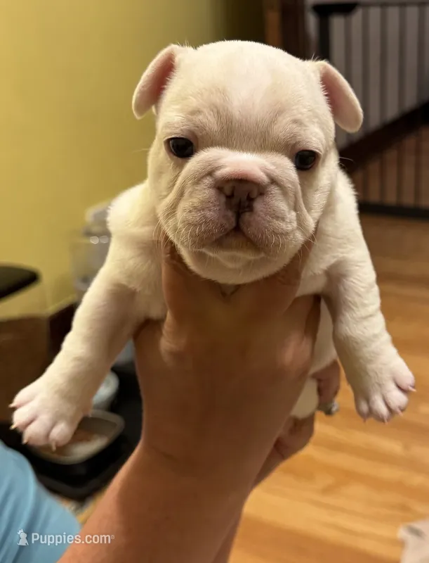 Olaf – French Bulldog puppy for sale in Freeport, IL
