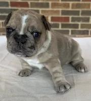 Gizmo , a male French Bulldog for sale in Freeport, IL – 5 of 5