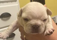 Brandi, a female French Bulldog for sale in Freeport, IL – 4 of 5