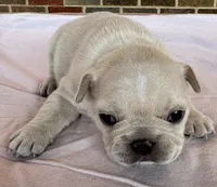 Brandi, a female French Bulldog for sale in Freeport, IL – 5 of 5