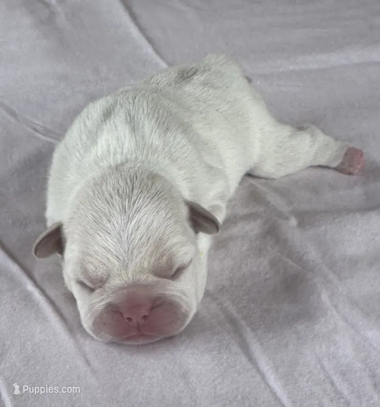 Blondie – French Bulldog puppy for sale in Freeport, IL