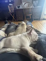 Brandi, a female French Bulldog for sale in Freeport, IL – 6 of 6