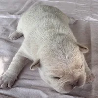 Brandi, a female French Bulldog for sale in Freeport, IL – 2 of 2