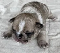 Gizmo , a male French Bulldog for sale in Freeport, IL – 3 of 5