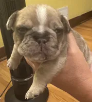 Gizmo , a male French Bulldog for sale in Freeport, IL – 4 of 5