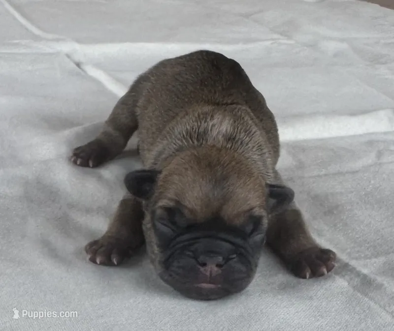 Bogart – French Bulldog puppy for sale in Freeport, IL