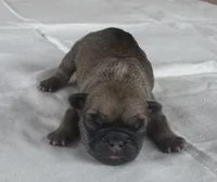 Bogart, a male French Bulldog for sale in Freeport, IL – 1 of 2
