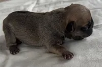 Bogart, a male French Bulldog for sale in Freeport, IL – 2 of 2