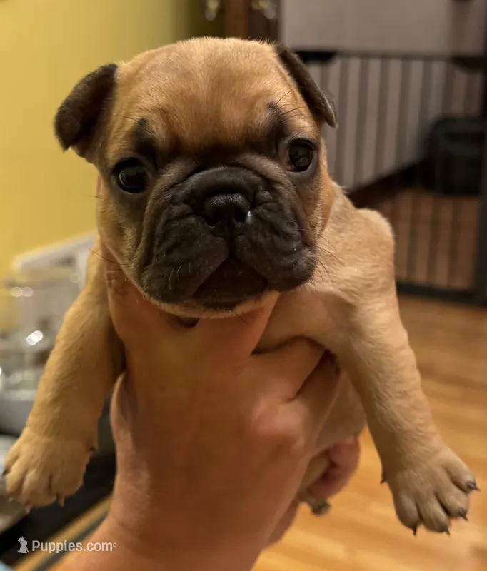 Bogart – French Bulldog puppy for sale in Freeport, IL