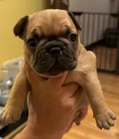 Bogart, a male French Bulldog for sale in Freeport, IL – 1 of 5