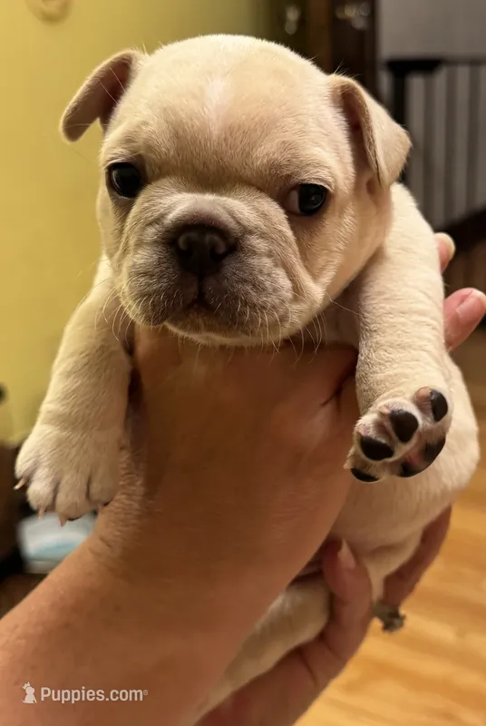 Brandi – French Bulldog puppy for sale in Freeport, IL