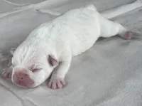 Olaf, a male French Bulldog for sale in Freeport, IL – 3 of 3