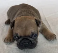 Bogart, a male French Bulldog for sale in Freeport, IL – 5 of 5