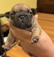 Bogart, a male French Bulldog for sale in Freeport, IL – 4 of 5