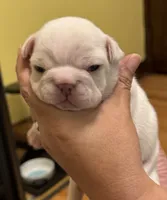 Olaf, a male French Bulldog for sale in Freeport, IL – 4 of 5