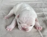 Olaf, a male French Bulldog for sale in Freeport, IL – 3 of 5