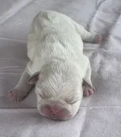 Brandi, a female French Bulldog for sale in Freeport, IL – 2 of 3