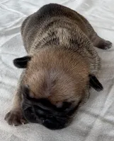 Bogart, a male French Bulldog for sale in Freeport, IL – 3 of 5