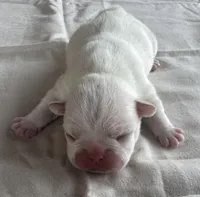 Olaf, a male French Bulldog for sale in Freeport, IL – 1 of 3