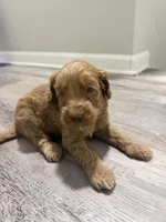 Mini GoldenDoodle Blonde Girl, a female Miniature Goldendoodle for sale in Atlanta, GA – Photo 2 of 4