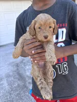 Mini GoldenDoodle Blonde Girl, a female Miniature Goldendoodle for sale in Atlanta, GA – Photo 4 of 4