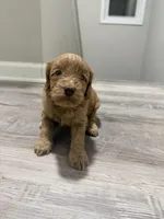 Mini GoldenDoodle Blonde Girl, a female Miniature Goldendoodle for sale in Atlanta, GA – Photo 3 of 4