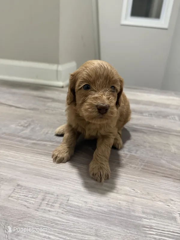 Mini GoldenDoodle Blonde Girl – Miniature Goldendoodle puppy for sale in Atlanta, GA