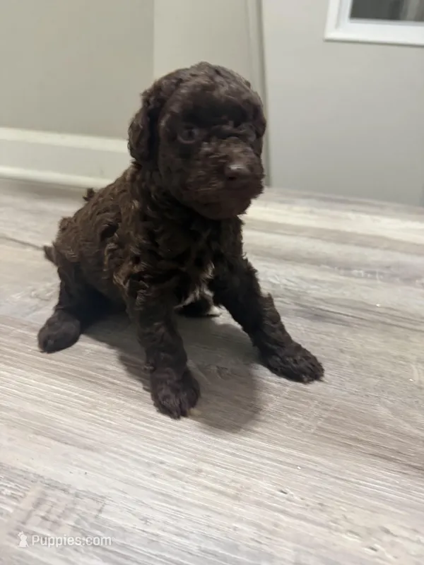 Mini Goldendoodle Brown Boy – Miniature Goldendoodle puppy for sale in Atlanta, GA