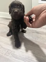 Mini Goldendoodle Brown Boy, a male Miniature Goldendoodle for sale in Atlanta, GA – Photo 2 of 4