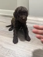 Mini Goldendoodle Brown Boy, a male Miniature Goldendoodle for sale in Atlanta, GA – Photo 3 of 4