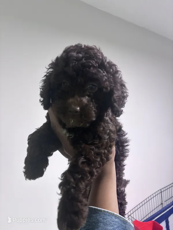Mini Goldendoodle Brown Boy – Miniature Goldendoodle puppy for sale in Atlanta, GA