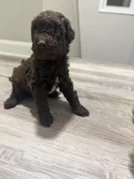 Mini Goldendoodle Brown Boy, a male Miniature Goldendoodle for sale in Atlanta, GA – Photo 4 of 4