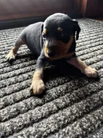n/a, a male Miniature Pinscher for sale in Greenville, SC – Photo 1 of 3