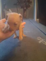 N/A, a female Miniature Pinscher for sale in Greenville, SC – Photo 2 of 4